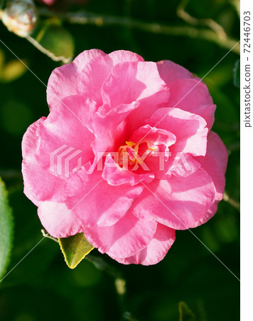 Beautiful sasanqua (sasanqua) (natural texture) Beautiful sasanqua (sasanqua) (natural texture) 72446703