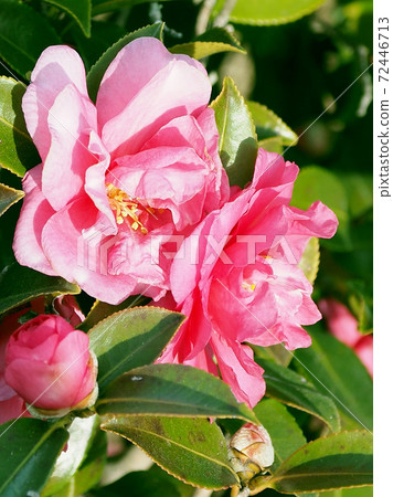 Beautiful sasanqua (sasanqua) (natural texture) Beautiful sasanqua (sasanqua) (natural texture) 72446713