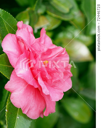 Beautiful sasanqua (sasanqua) (natural texture) Beautiful sasanqua (sasanqua) (natural texture) 72446728