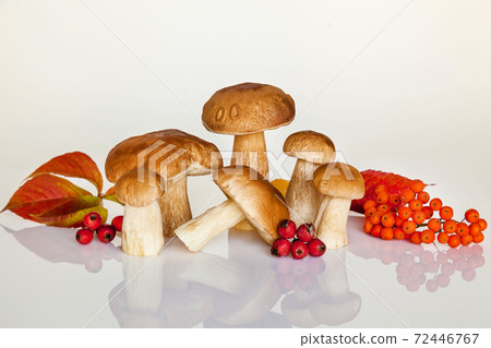 white forest mushroom white forest mushroom 72446767