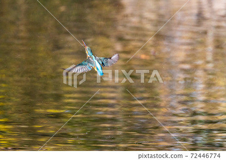 翠鳥的飛行 翠鳥的飛行 72446774