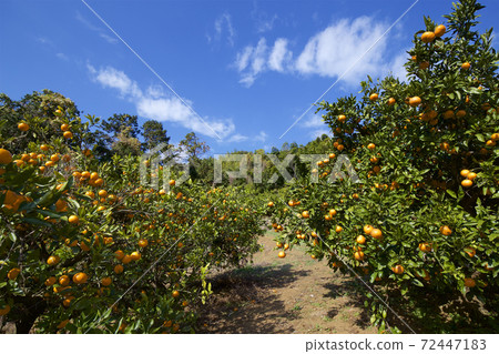 Orange garden of Izu which wants sea Wenzhou oranges 72447183