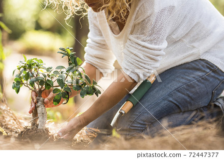 Earth's day save the planet concept and people enjoying environment theme with adult woman with little tree in the forest to stop deforestation andhelp the wood in outdoor activity Earth's day save the planet concept and people enjoying environment theme with adult woman with little tree in the forest to stop deforestation andhelp the wood in outdoor activity 72447377