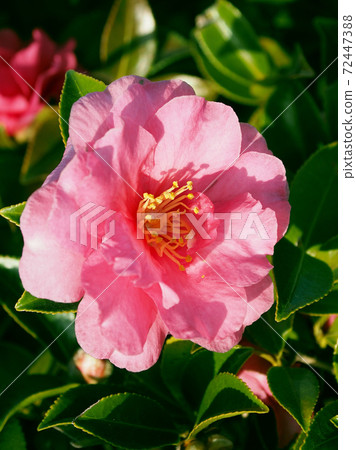 Beautiful sasanqua (sasanqua) (natural texture) Beautiful sasanqua (sasanqua) (natural texture) 72447388