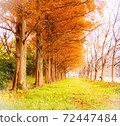 Row of trees 72447484