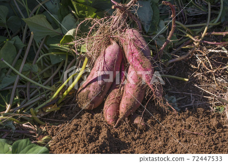 Harvesting sweet potatoes, freshly dug sweet potatoes, sweet potato fields, image material 72447533