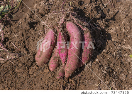 收穫糖果,新鮮挖出的薩摩土豆,地瓜田,圖像材料 收穫糖果,新鮮挖出的薩摩土豆,地瓜田,圖像材料 72447536