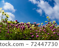 Blue sky and cosmos 72447730