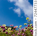 Blue sky and cosmos 72447733