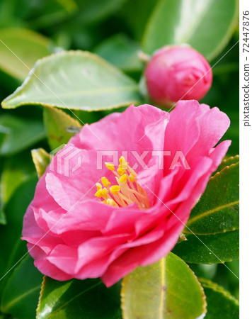 Beautiful sasanqua (sasanqua) (natural texture) 72447876