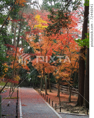 Autumn leaves of Honen-in Temple in Kyoto 72448041