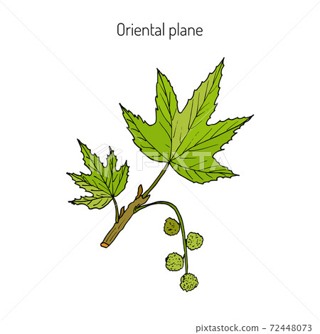 Occidental plane branch Occidental plane branch 72448073
