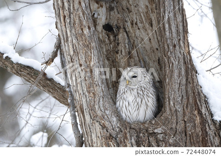 Ezo owl in the snowy owl 72448074