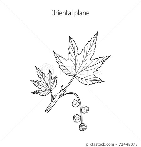 Occidental plane branch 72448075