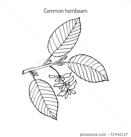 Hornbeam with leaves and fruits Hornbeam with leaves and fruits 72448137