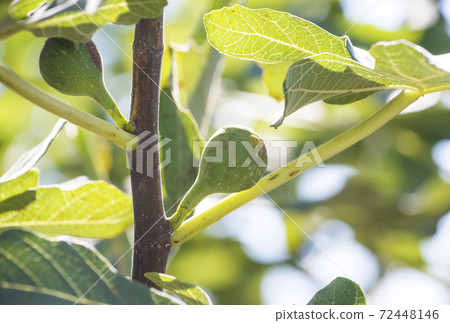 Fig fruit, fig tree, fig field, image material 72448146