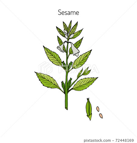 Sesame Sesamum orientale Sesame Sesamum orientale 72448169