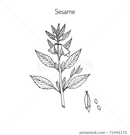 Sesame Sesamum orientale Sesame Sesamum orientale 72448170