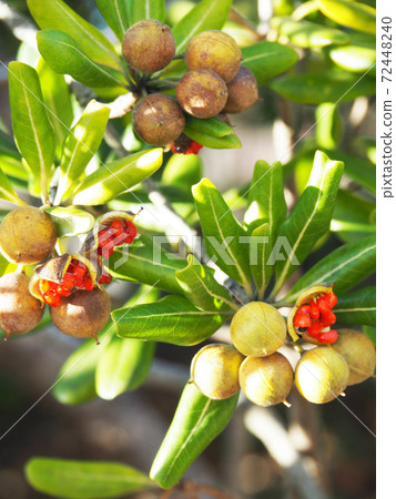 Tobera nuts in early winter 72448240