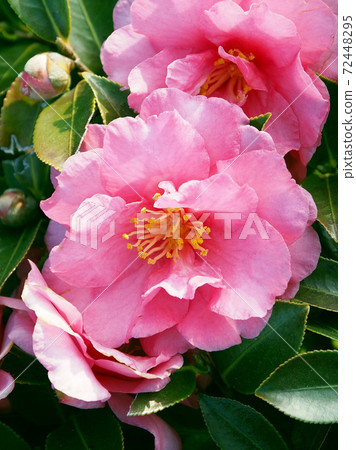 Beautiful sasanqua (sasanqua) (natural texture) Beautiful sasanqua (sasanqua) (natural texture) 72448295