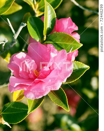 美麗的茶梅(茶梅)(自然紋理) 美麗的茶梅(茶梅)(自然紋理) 72448299