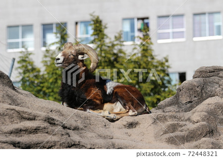 Mufron of Tennoji Zoo Mufron of Tennoji Zoo 72448321