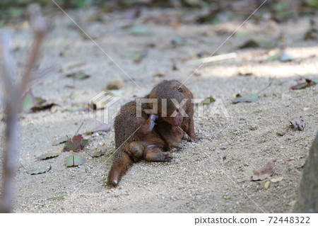 Dwarf mongoose at Tennoji Zoo Dwarf mongoose at Tennoji Zoo 72448322