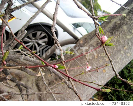 Cherry blossom buds that have begun to swell Cherry blossom buds that have begun to swell 72448392