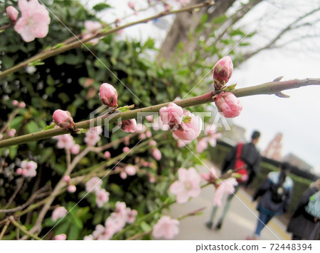 櫻花盛開在低處 72448394