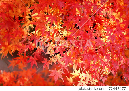 秋天的樹葉 72448477