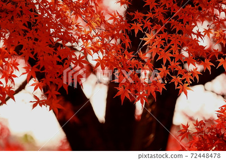秋天的樹葉 72448478
