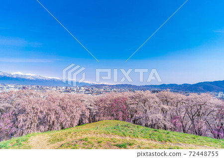 Cherry blossoms, Matsumoto city and the Northern Alps seen from the Koboyama burial mound in spring [Nagano Prefecture] 72448755