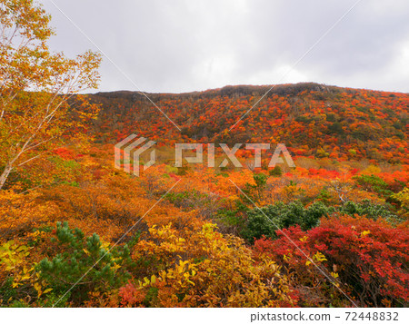 Autumn leaves of Mt. Chausu (Mt. Chausu, Nasu, Tochigi Prefecture) Autumn leaves of Mt. Chausu (Mt. Chausu, Nasu, Tochigi Prefecture) 72448832