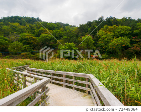 A wooden path that passes through a moor covered with yoshi (Yunohira Marsh, Oku-Nikko, Tochigi Prefecture) 72449064