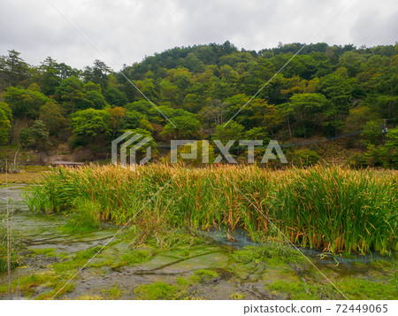 Cattails that grow in the marsh (Yunohira Marsh, Oku-Nikko, Tochigi Prefecture) 72449065