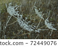 Frosted snow flowers 72449076