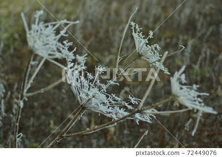 Frosted snow flowers Frosted snow flowers 72449076