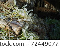 Ice art made by nature 72449077