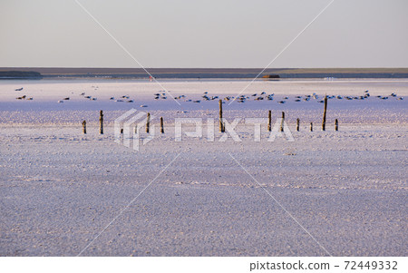 Sunset Genichesk pink  salty lake, Ukraine 72449332