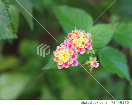 十二月Cortena花 十二月Cortena花 72449370