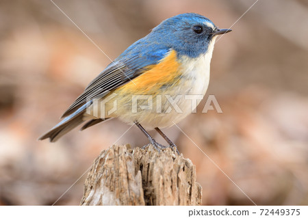 Ruribitaki male 72449375