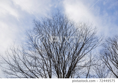 Tree without leaves Sky, a tree waiting for spring 72449575