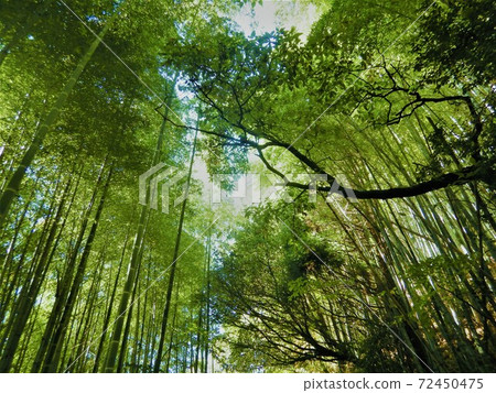 竹林 72450475