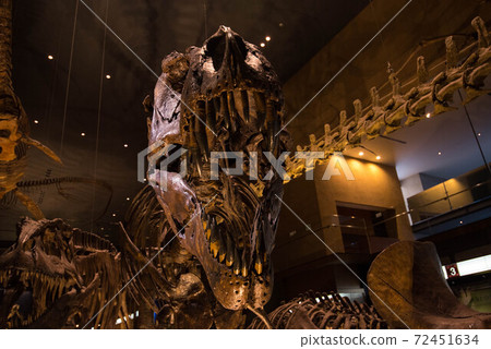 Dinosaur fossil 72451634