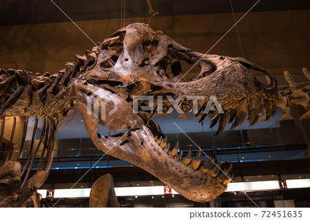Dinosaur fossil 72451635