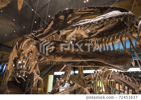 Dinosaur fossil 72451637