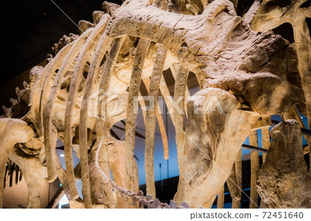 恐龍化石 72451640