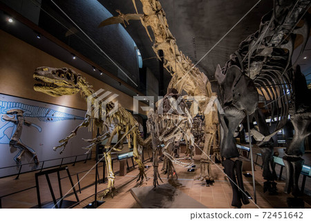 Dinosaur fossil 72451642