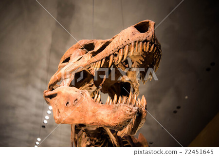 Dinosaur fossil Dinosaur fossil 72451645