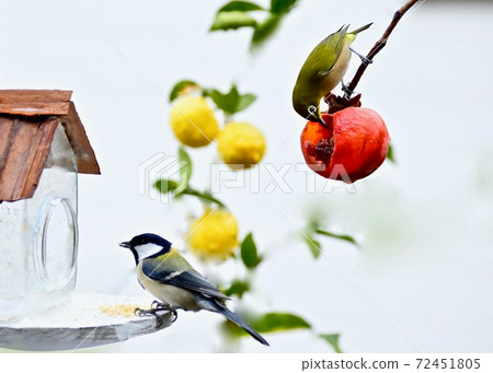 Great tit and white-eye playing in the garden 72451805